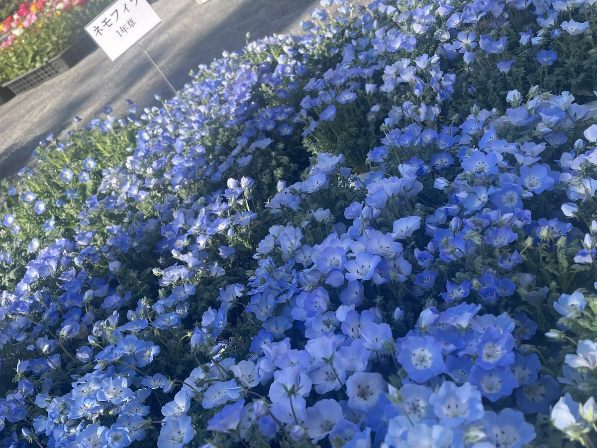 Hirokoヘルスケアライフコンサルタント tweet media
