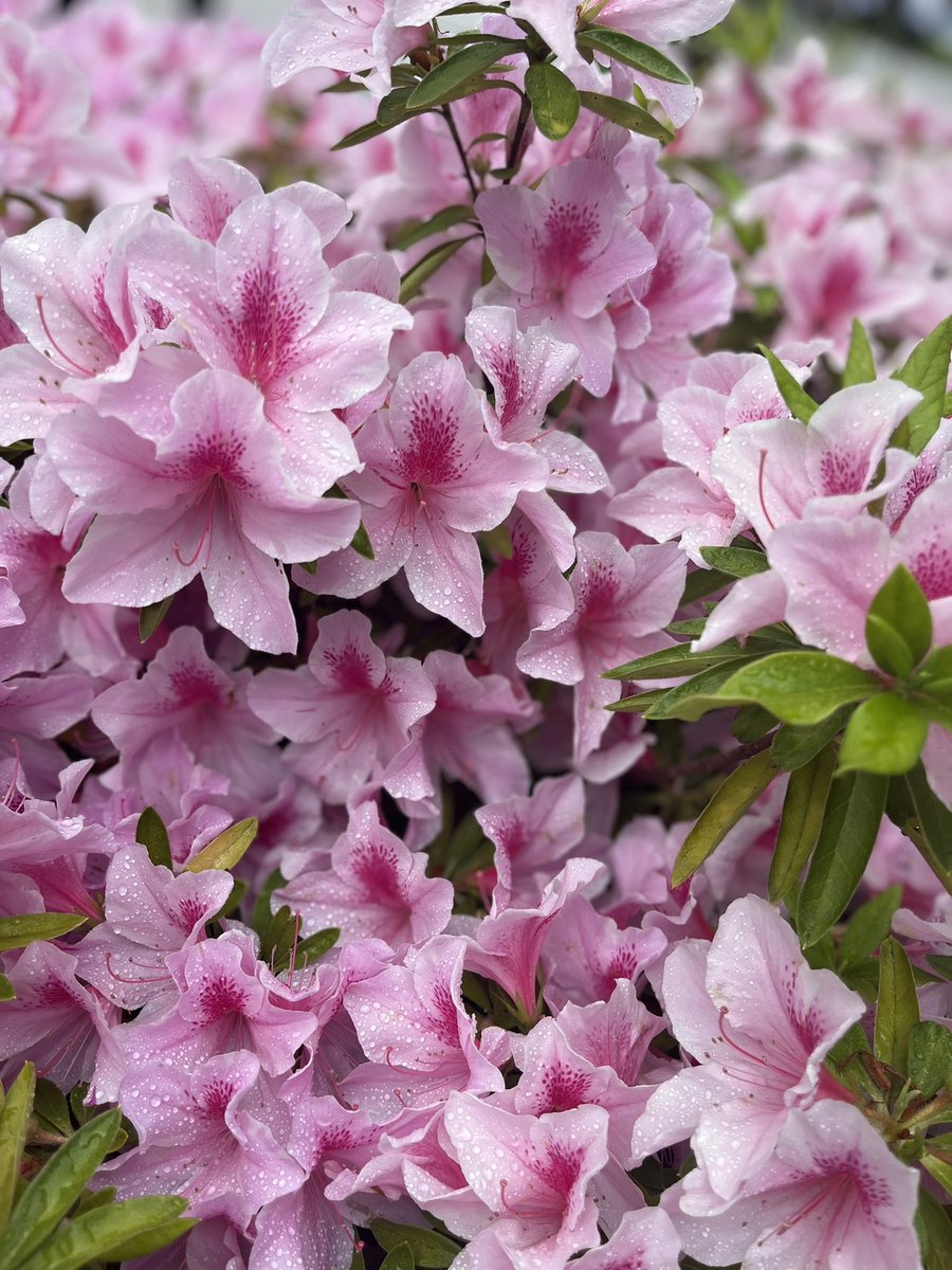 頭の中だけにいると、思考はすぐに煮詰まります。外を歩くと、風や光や花が、世界はちゃんと動いていることを思い出させてくれます。花はいつも優しい。言葉を持たないまま、季節と人生に静かに色を差してくる。考え込みやすい人ほど、散歩は大切。今はツツジが綺麗ですよ。