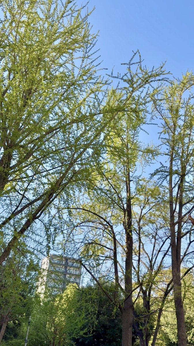 studio_verde_'s tweet photo. こんにちは！

靱公園のイチョウの木が綺麗に緑に色づいています🌿
スタジオ2の窓から見える景色も、爽やかな新緑の緑いっぱいに✨

この時期しか撮れない爽やかなグリーンを背景に、ポートレートや商品撮影などいかがでしょうか💁

ご予約お待ちしております！ https://t.co/5ql1TOnesx