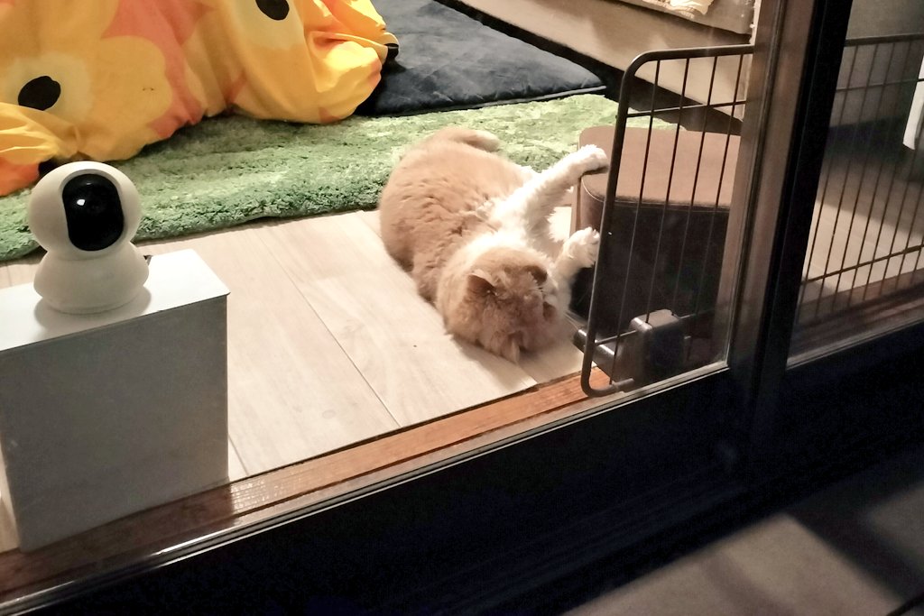 エキゾのまるぼー tweet media