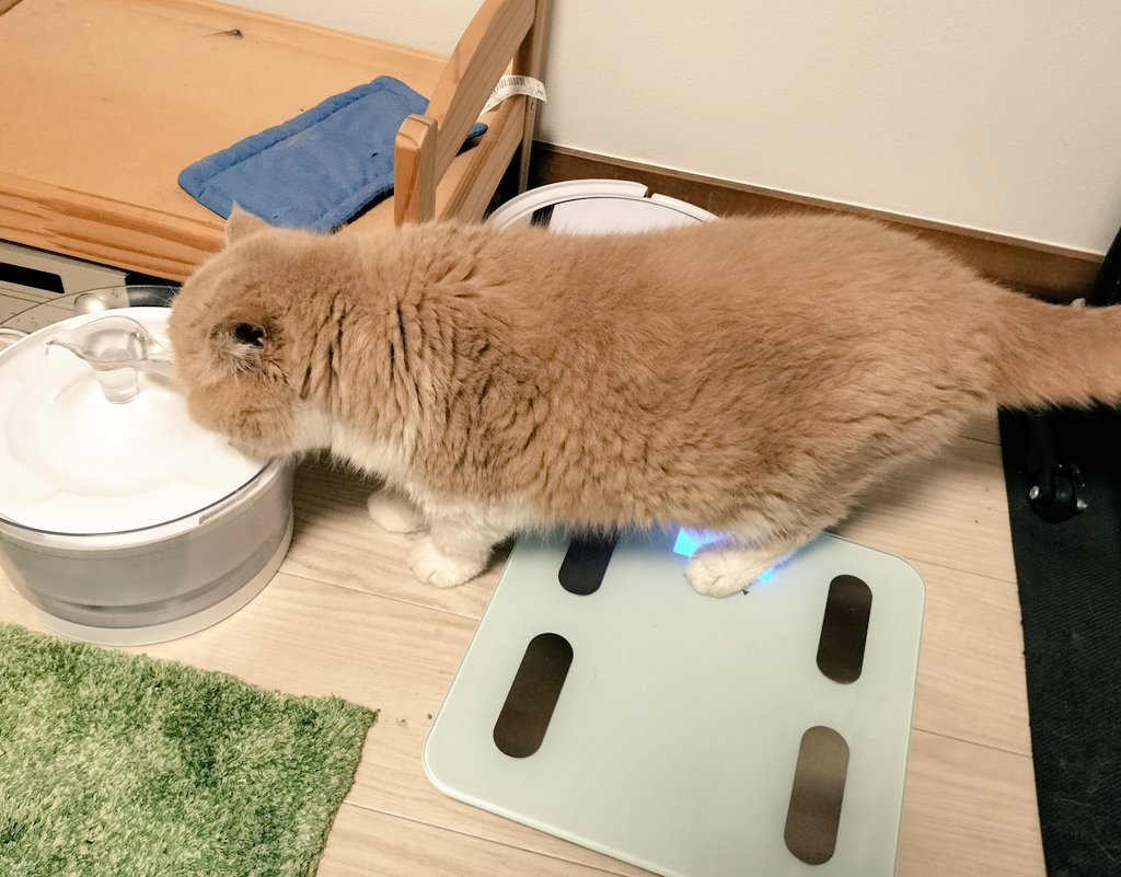 エキゾのまるぼー tweet media