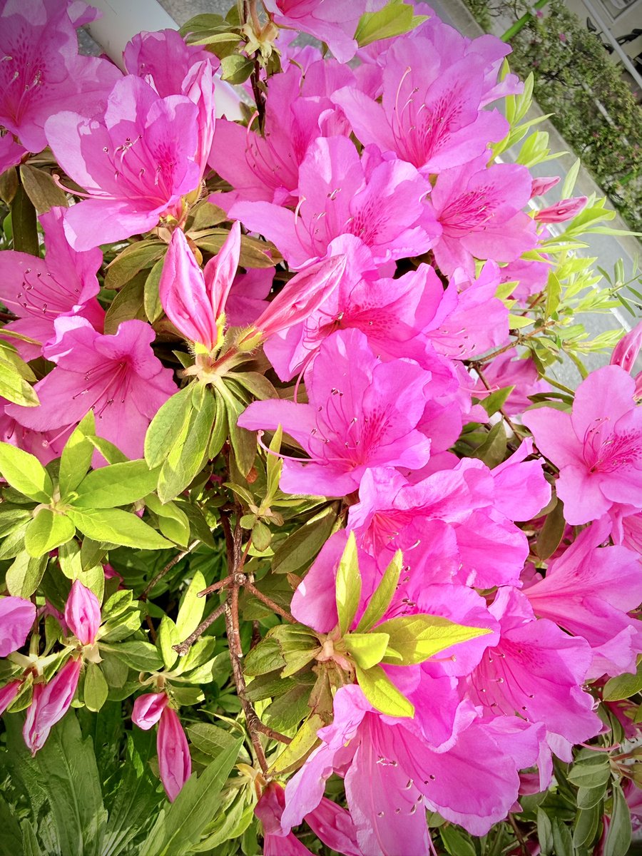 ゾマやかじゃない!🍊@リアルアキバボーイズ tweet media