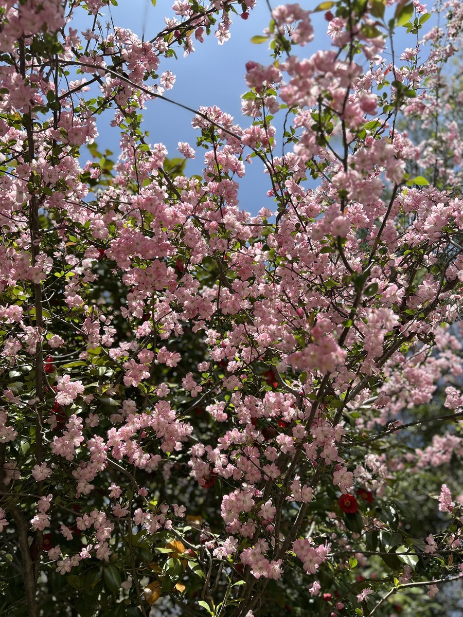 Shinya_Sudoh's tweet photo. めたんこかわゆい謎のお花と夜桜 https://t.co/3uAS1AVKHo