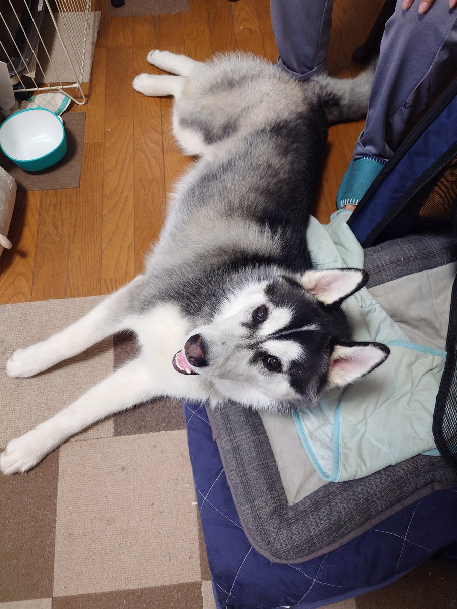 ムックス tweet media