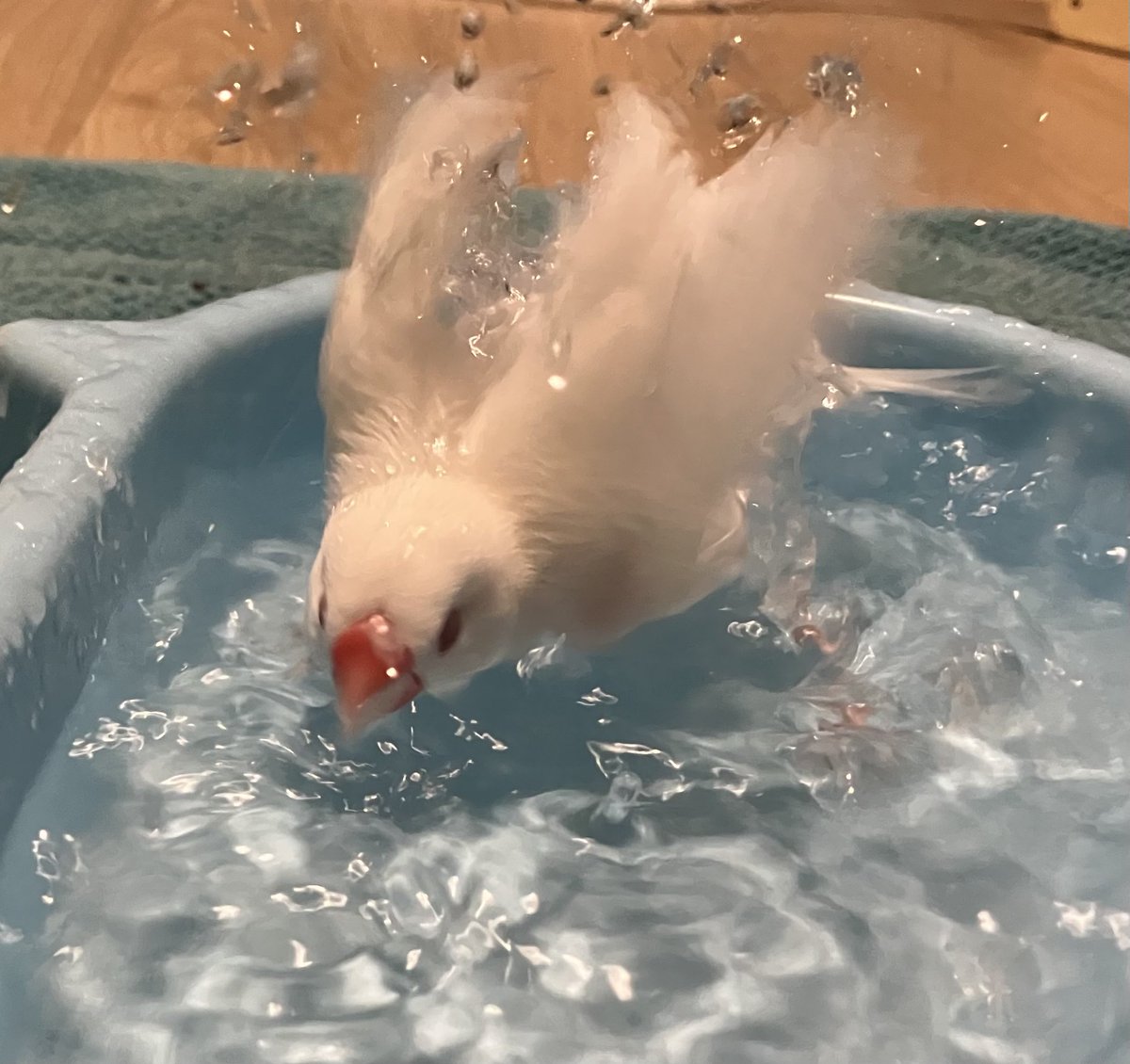 Maropi__'s tweet photo. 水浴び〜💦 https://t.co/63FvYVFSB5