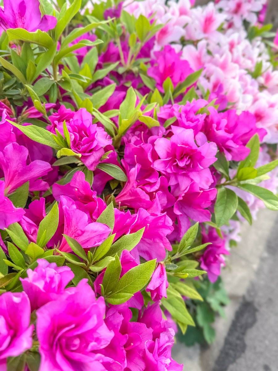 諏訪部順一 Junichi Suwabe tweet media