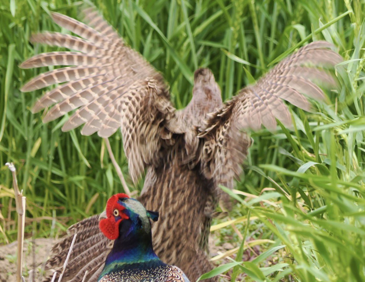 ⛰のだ🍖 tweet media