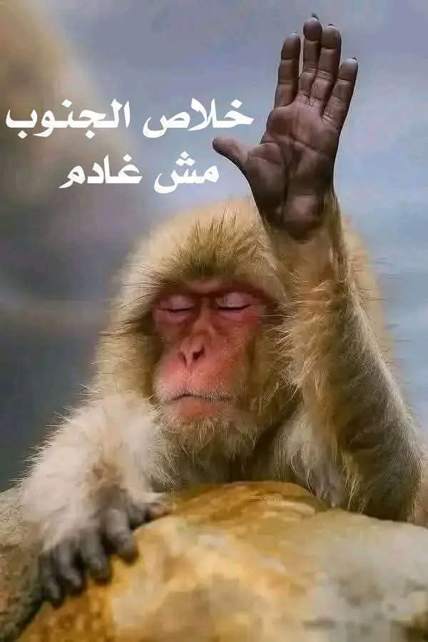 رامـــي | RAMI 🔻🇵🇸 حساب بديل #قضيتي_حضرموت tweet media