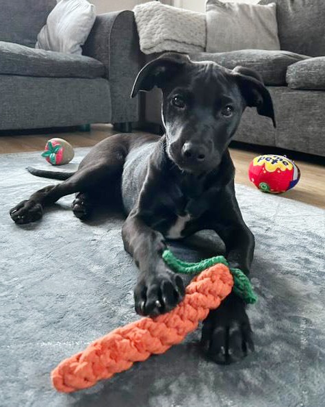 DT_Leeds's tweet image. Look how well  Ronnie is doing in his forever home. 😍

He was only an 8wk old #puppy when he arrived but he's grown into a lovely young lad who is adored by his family. 🥰

Looking to adopt? 👉 bit.ly/DTLEEDS

#Leeds #AdoptDontShop #GoodNews #ThrowbackThursday #Success