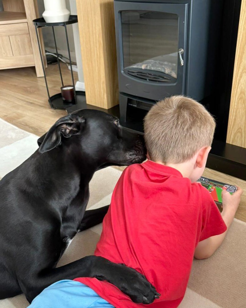 DT_Leeds's tweet image. Look how well  Ronnie is doing in his forever home. 😍

He was only an 8wk old #puppy when he arrived but he's grown into a lovely young lad who is adored by his family. 🥰

Looking to adopt? 👉 bit.ly/DTLEEDS

#Leeds #AdoptDontShop #GoodNews #ThrowbackThursday #Success