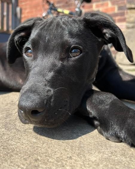 DT_Leeds's tweet image. Look how well  Ronnie is doing in his forever home. 😍

He was only an 8wk old #puppy when he arrived but he's grown into a lovely young lad who is adored by his family. 🥰

Looking to adopt? 👉 bit.ly/DTLEEDS

#Leeds #AdoptDontShop #GoodNews #ThrowbackThursday #Success