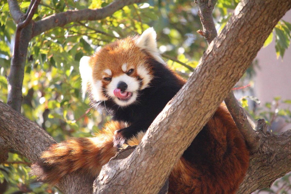 Hourly Wah (Red Panda) tweet media