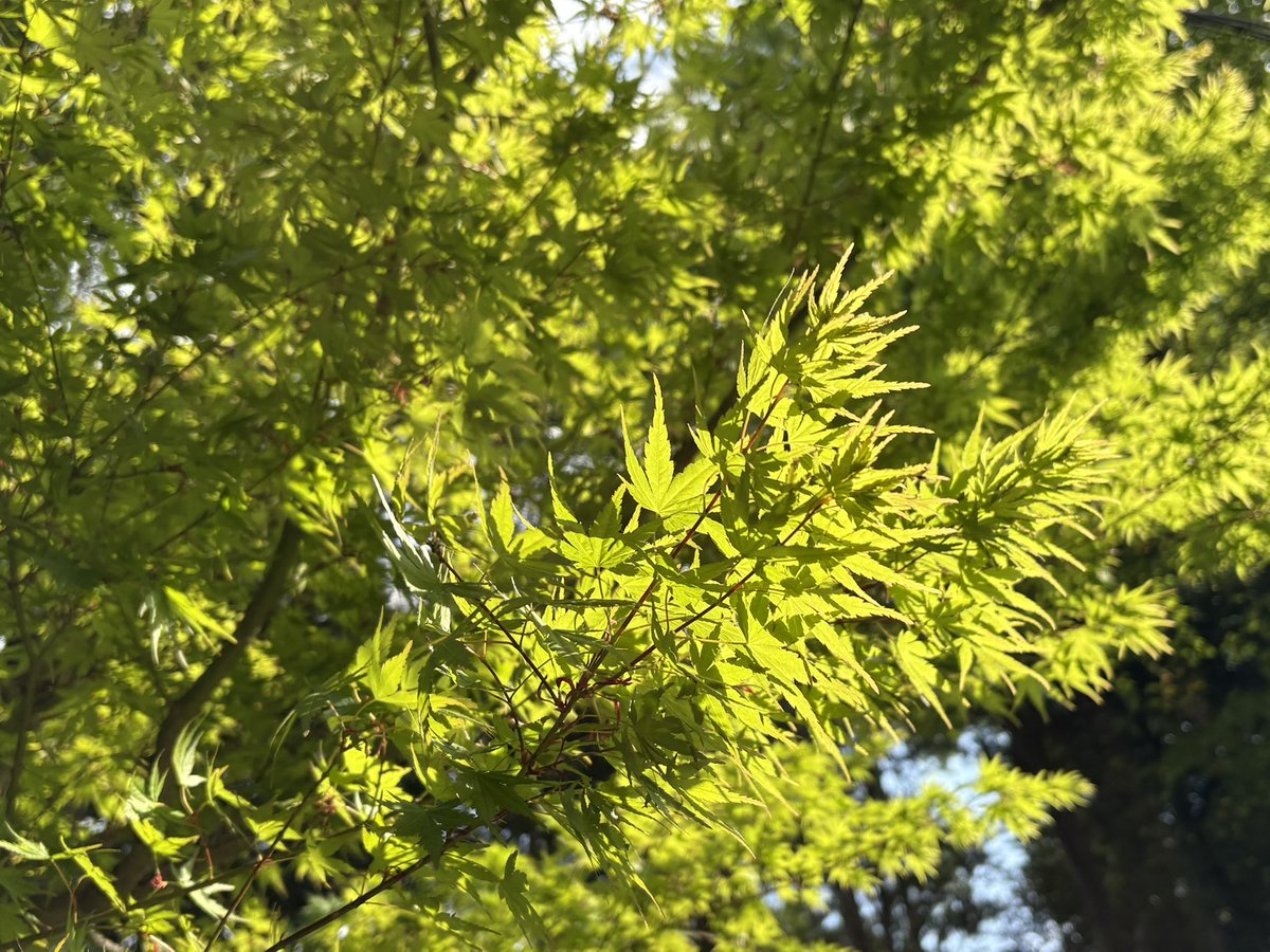 Azulllama's tweet photo. もうアオスジアゲハ飛んでるし、サツキも満開だし今年はすごいな。 https://t.co/EnaBQZmq90