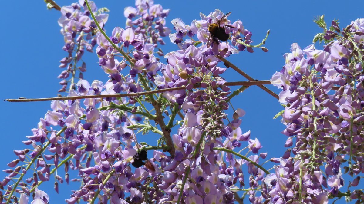 今日のお散歩、緑ヶ丘公園 4月16日
フジが咲いてました。
#藤 #藤棚 #フジ #緑ヶ丘公園
