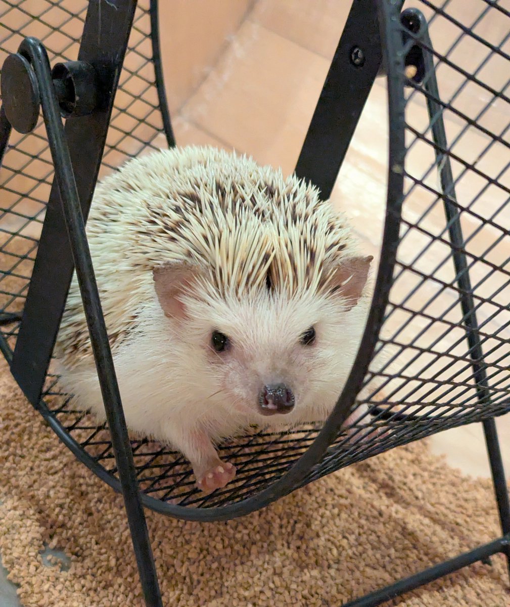 はりきって回し車に乗るあかねちゃん❣

🦔「今日もぱたぱた走るぞ～🎶」

#ハリネズミ #かわいい #hedgehog