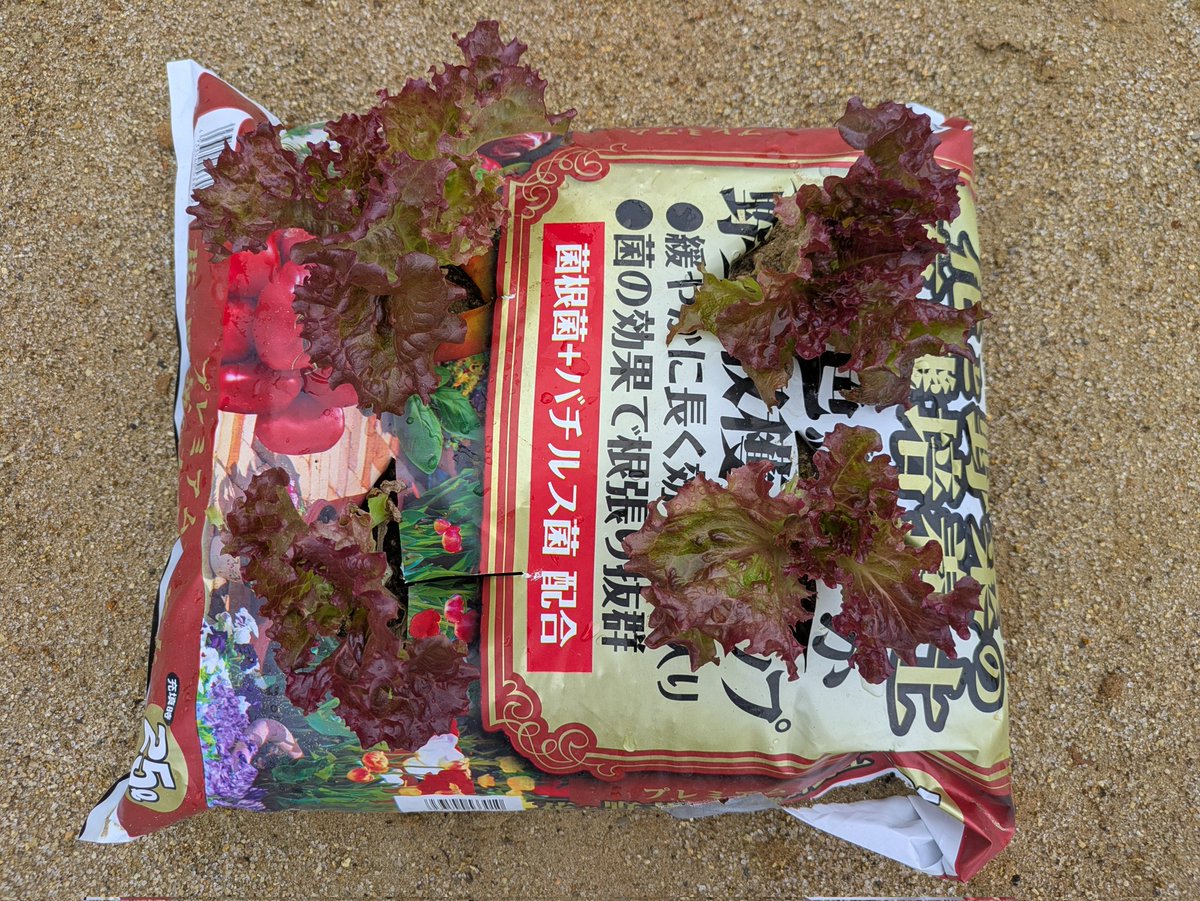 Schrodingers cat tweet media