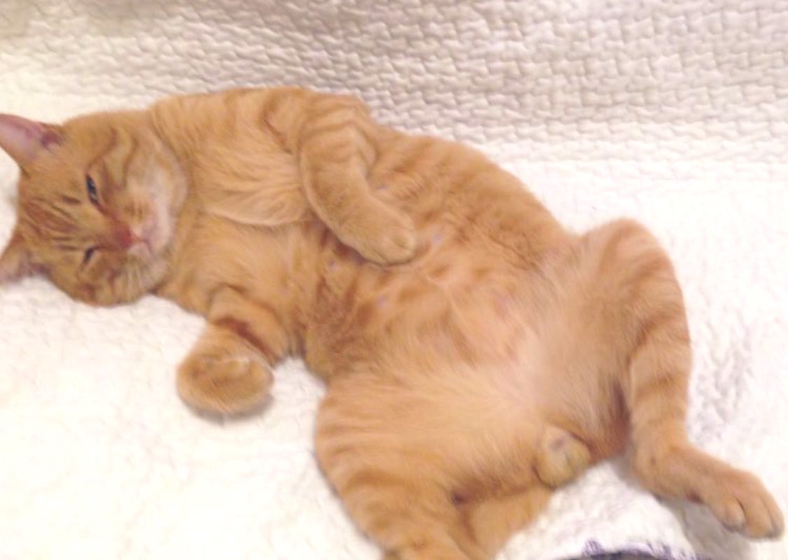 ソレイユ tweet media