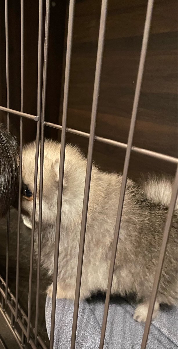 ここあ tweet media