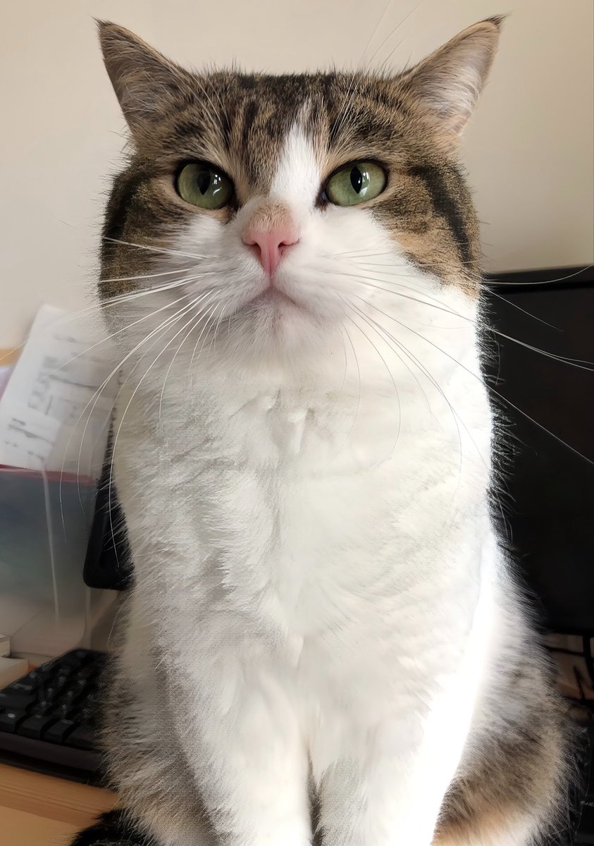 ニコちゃんとこたろう先生とトロとわさび姐さん tweet media