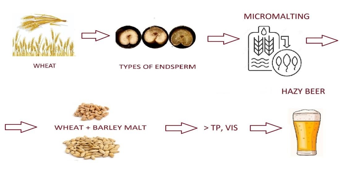 Beverages_MDPI's tweet image. 📢 Read the Published Paper!

👉 Optimization of Grist Composition for Mash Production from Unmalted Wheat and Wheat Malt of Red Winter Wheat with Hybrid Endosperm Type
📍 brnw.ch/21x1DIi

#MDPI #drinks #beverages #wheat #wheatmalt #gristcomposition #mashquality