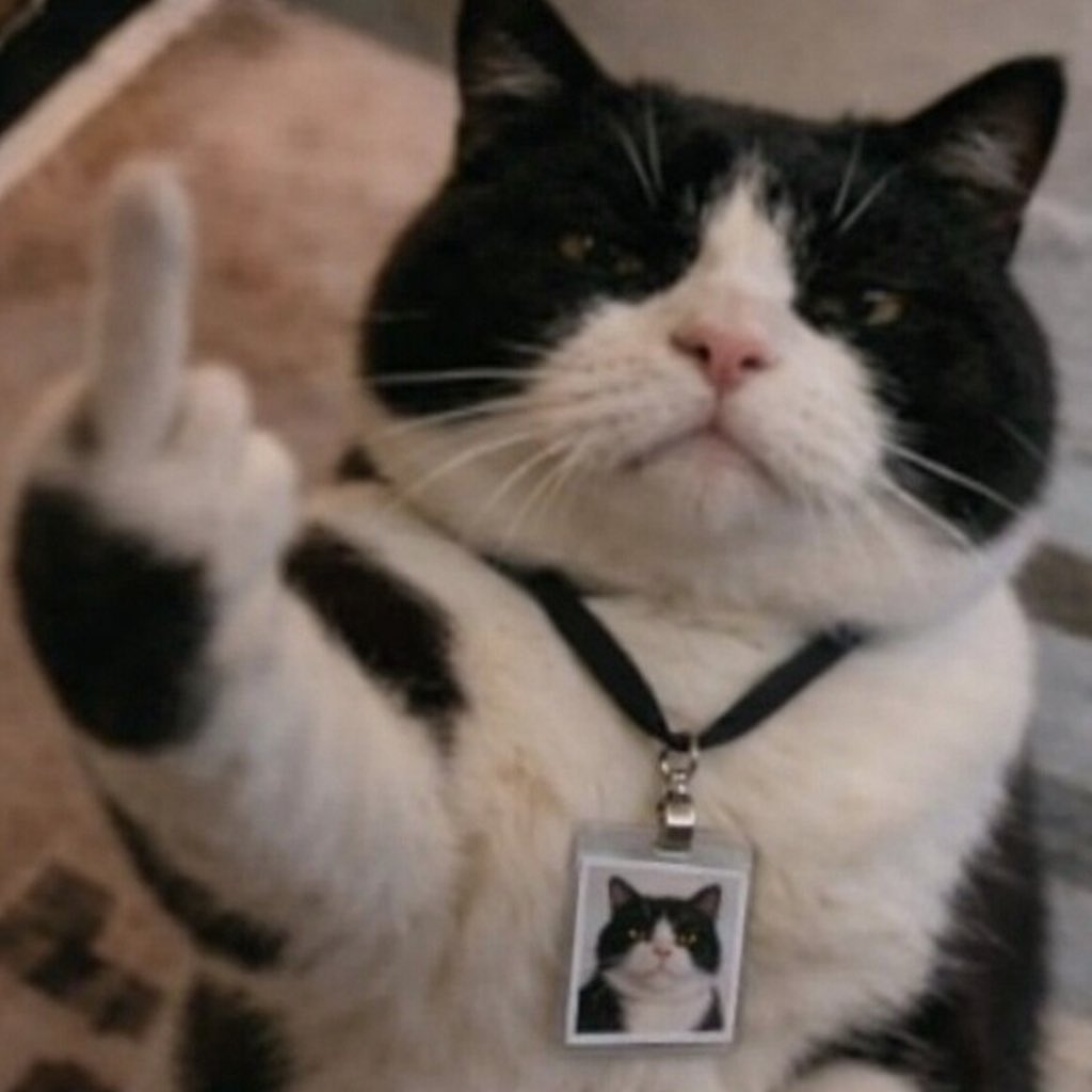 马斯喵Ao tweet media