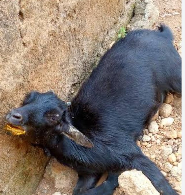 Livingstone Ogbebor tweet media