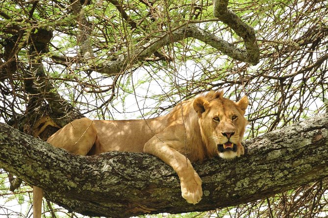 Chalematanzania's tweet image. Discover the wild together, laugh together, and explore together—this is what a 6-day Tanzania family safari is all about.

🌐Visit our website
chalematanzaniasafaris.com/6-days-tanzani…

#TanzaniaSafari #FamilySafari #SafariAdventure #ExploreTanzania #SerengetiSafari #NgorongoroCrater