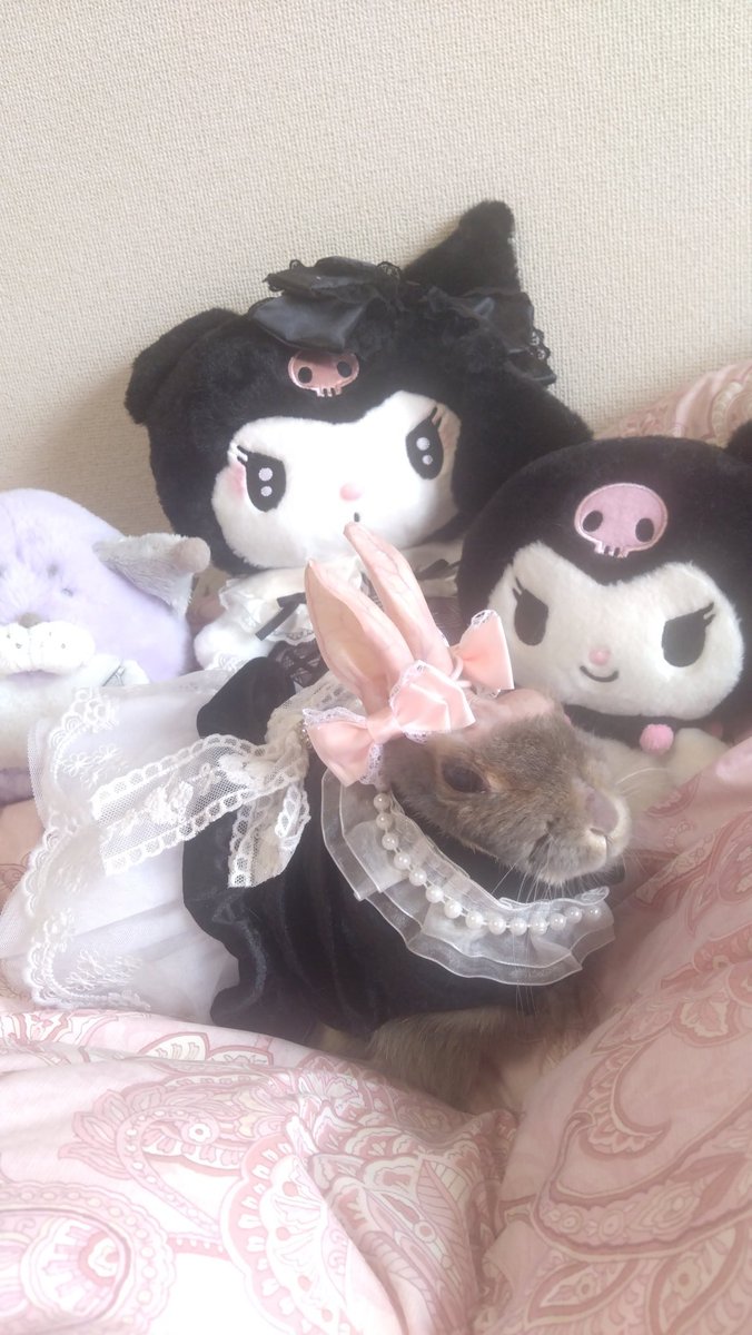 CyokoKinako's tweet image. クロミ クロミ クロミ🩷🐰
(元気な時に撮りました)
＃サンリオキャラクターズ
＃クロミ
＃うさぎ
＃Rabbit
＃Coelho