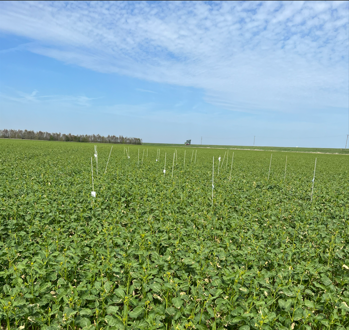dp_booty's tweet photo. This trial is looking at biostimulant use in mustard. Having an in-house trials team means we can do work in less widely grown crops too https://t.co/uymvRAWW5w