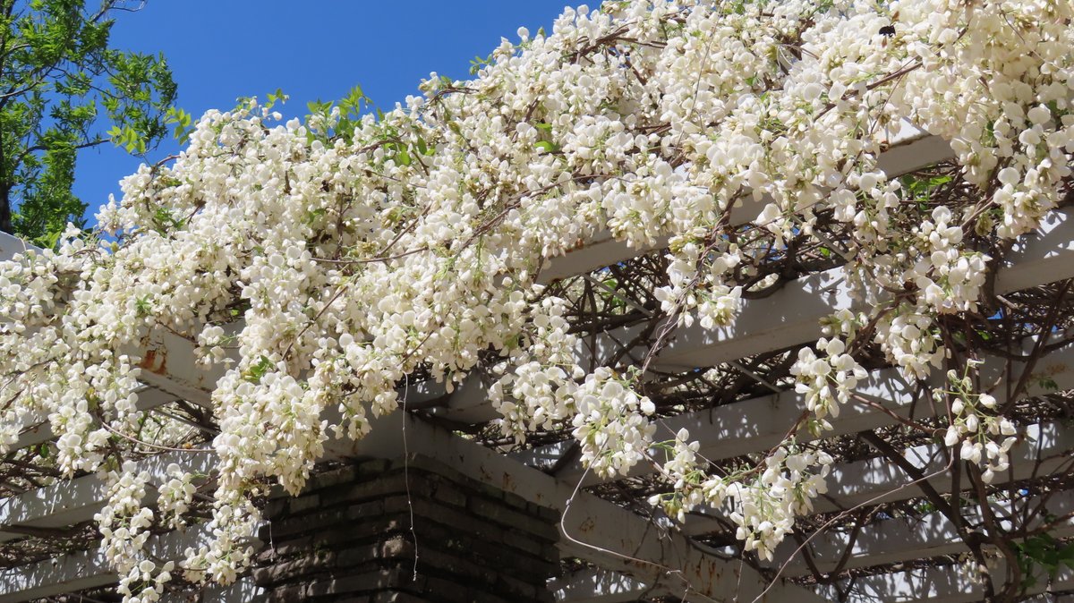 今日のお散歩、瑞ヶ池公園 4月16日
白フジが咲いてました。
#白藤 #藤棚 #シロフジ #瑞ヶ池公園