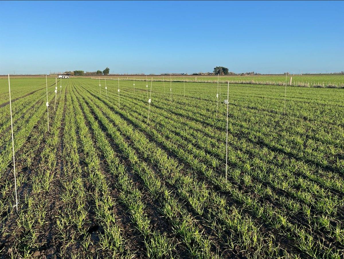 dp_booty's tweet photo. One of our two large plot trials in wheat testing different inhibitors with nitrogen applications, aiming to reduce on-farm losses from fertiliser use https://t.co/0uALkSeJyK