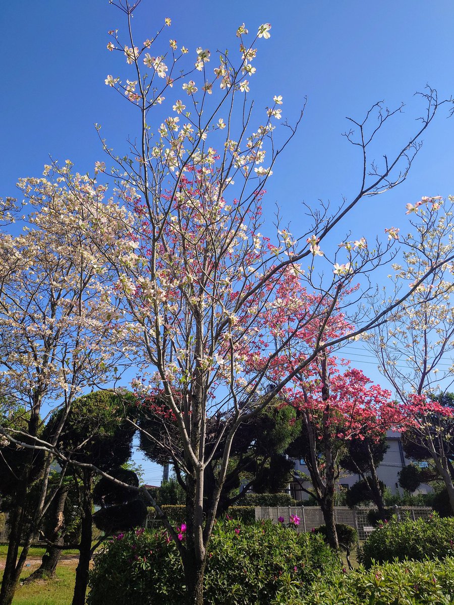 RSKバラ園 tweet media