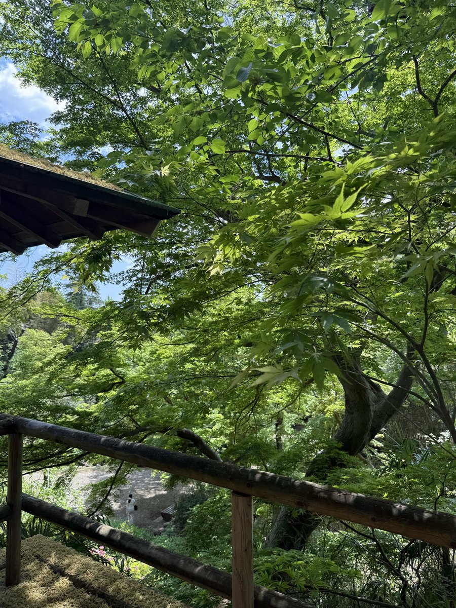 cjd_arisa's tweet image. お散歩が気持ちいい季節だね🍃😊

等々力渓谷入れるようになってた！

tops @ZARA 
pants @Jumpman23 
shoes @StellaMcCartney 

#cjd_arisa #ootd #春コーデ #等々力渓谷