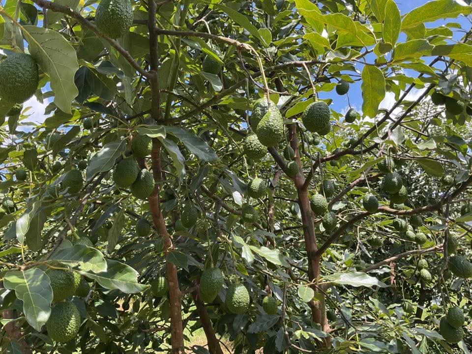 Mynzagric254 tweet media