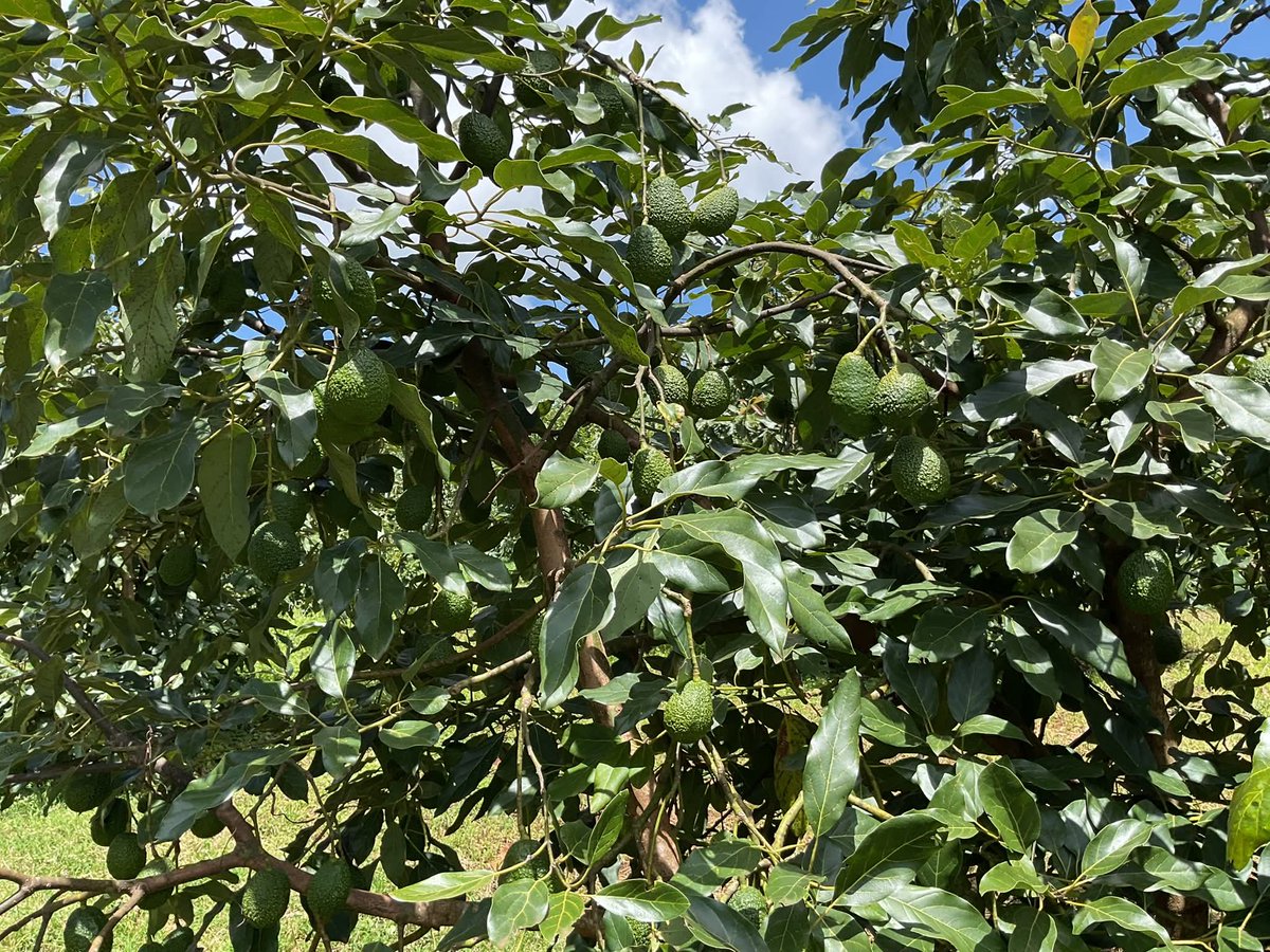Mynzagric254 tweet media