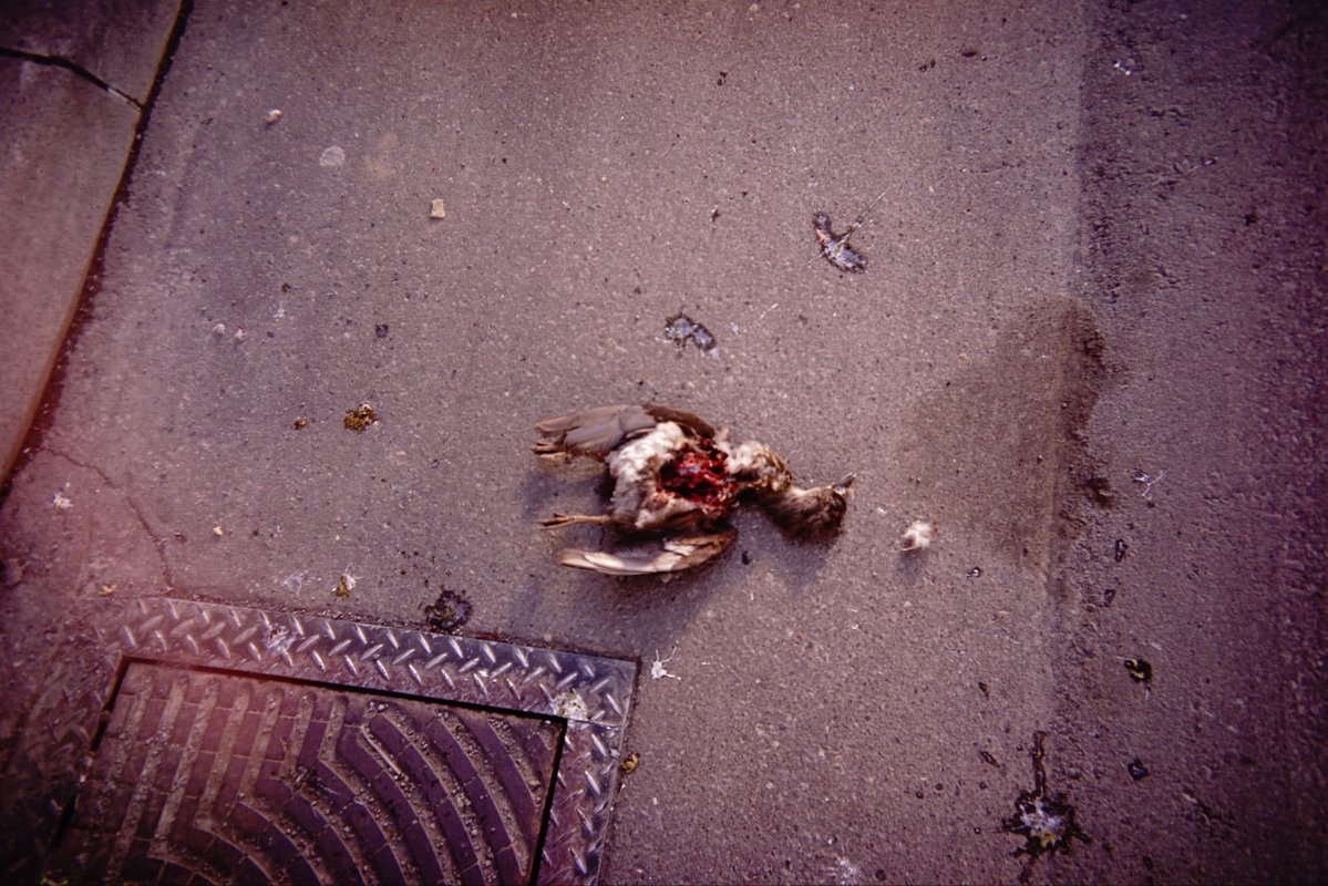 メガ@写真 tweet media