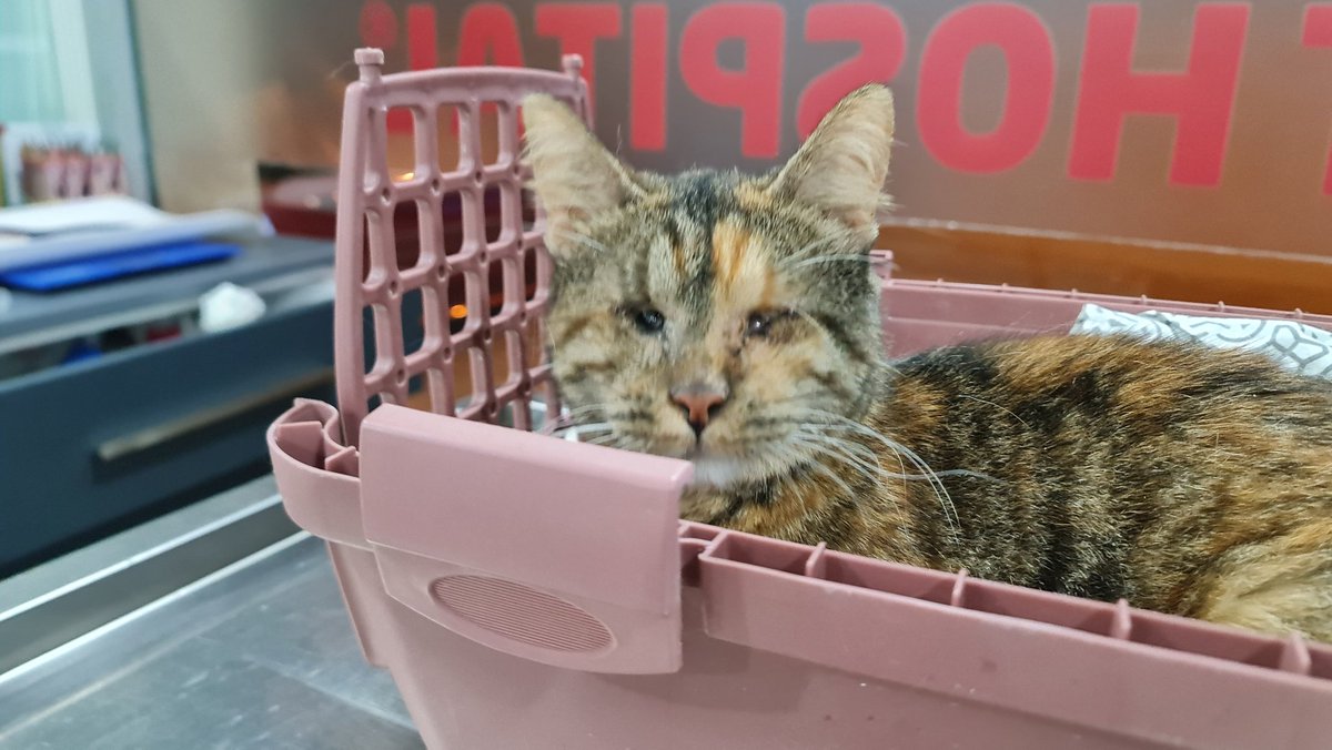 catswithnohope's tweet image. UPDATE
SQUEEKY needs most of her teeth removed, a few of the remaing they wont know till they get in there. She is getting her pre antibiotics IV right now she will be there a few days
Any help for her surgery &amp;amp; stay would be greatly appreciated
Any amount helps out greatly