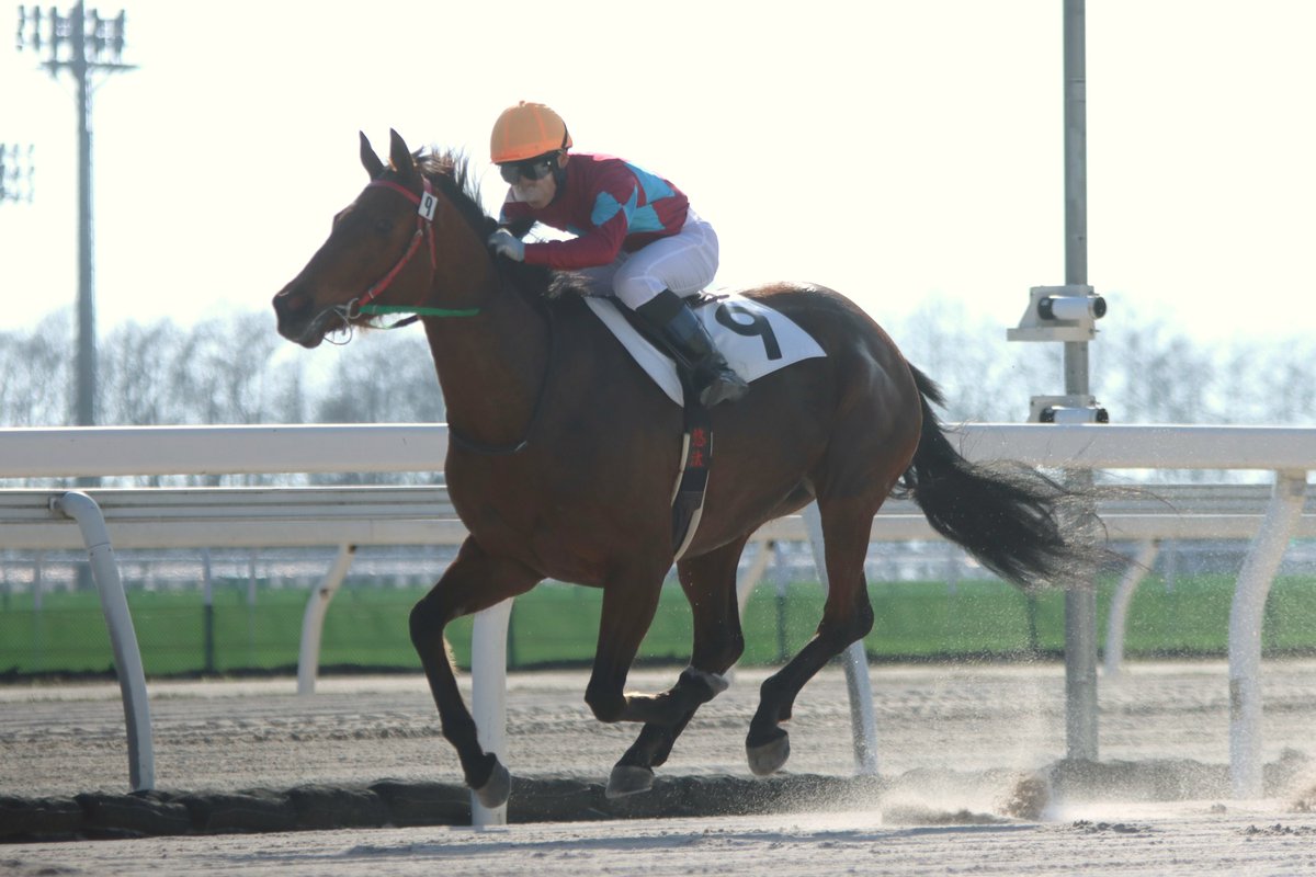 がんばれ！ホッカイドウ競馬 tweet media
