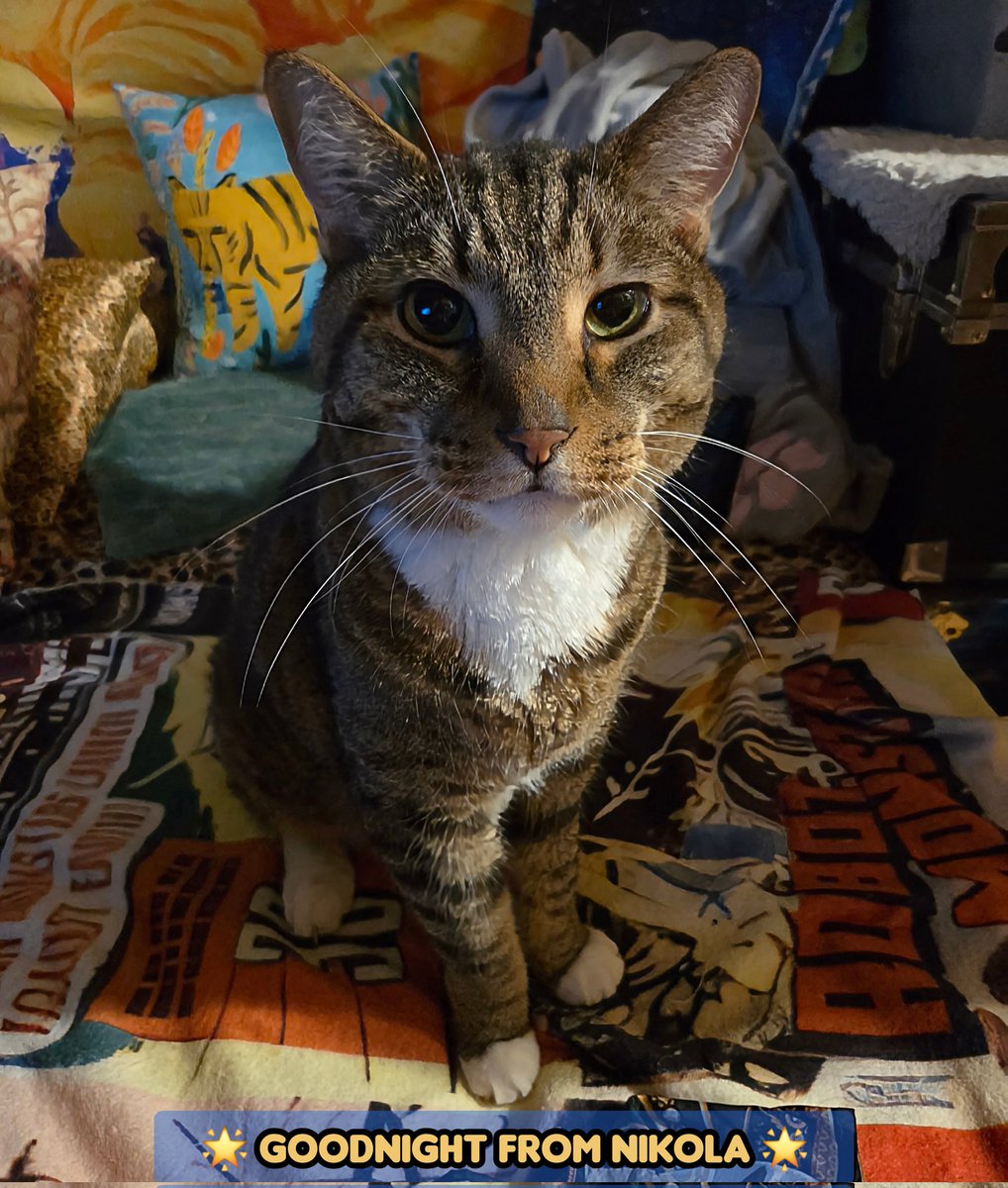 Goodnight from Nikola 💗