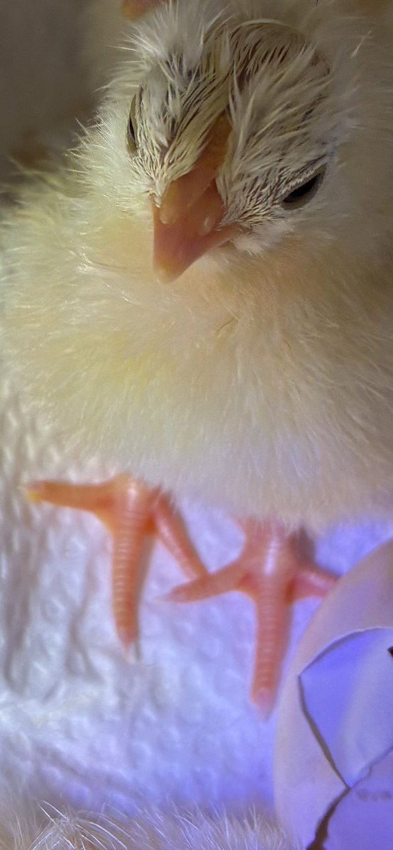 ちいさなニワトリ研究所🐓 tweet media