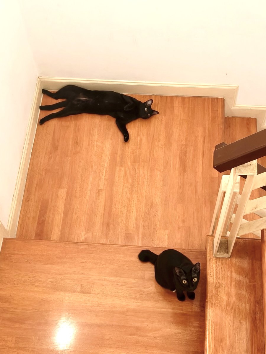 🥬Eyri tweet media