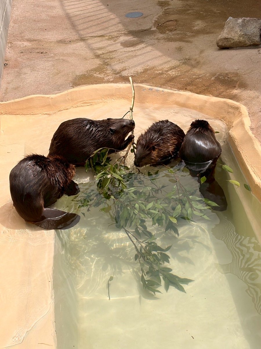 ○●○行方市観光協会○●○ tweet media