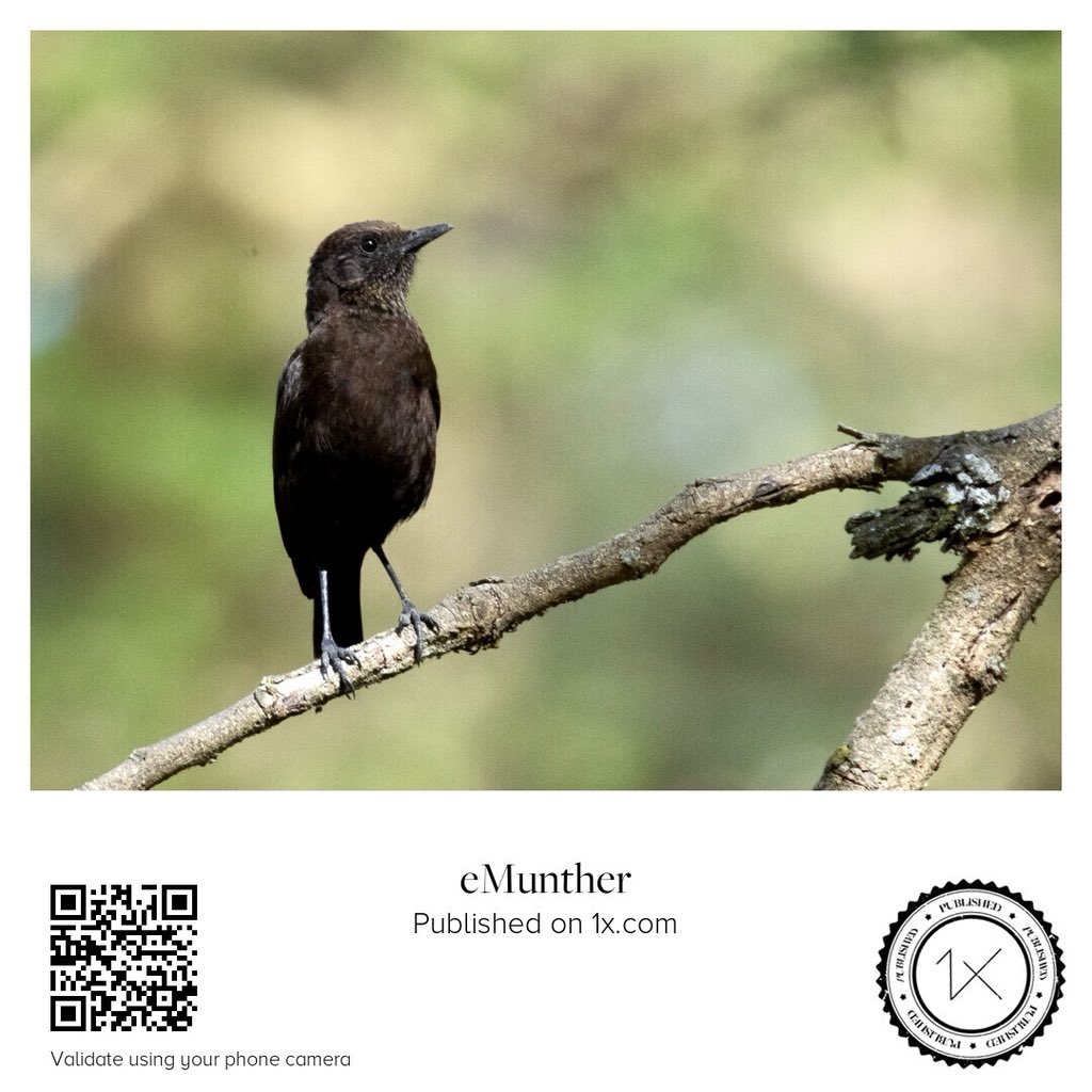 anEMDN_com's tweet image. Anteater-chat ءاكل النمل
shop.1x.com/featured/antea…

emunther.com/images/0245384…

#Print #Download #Photo #Wildlife #Anteater