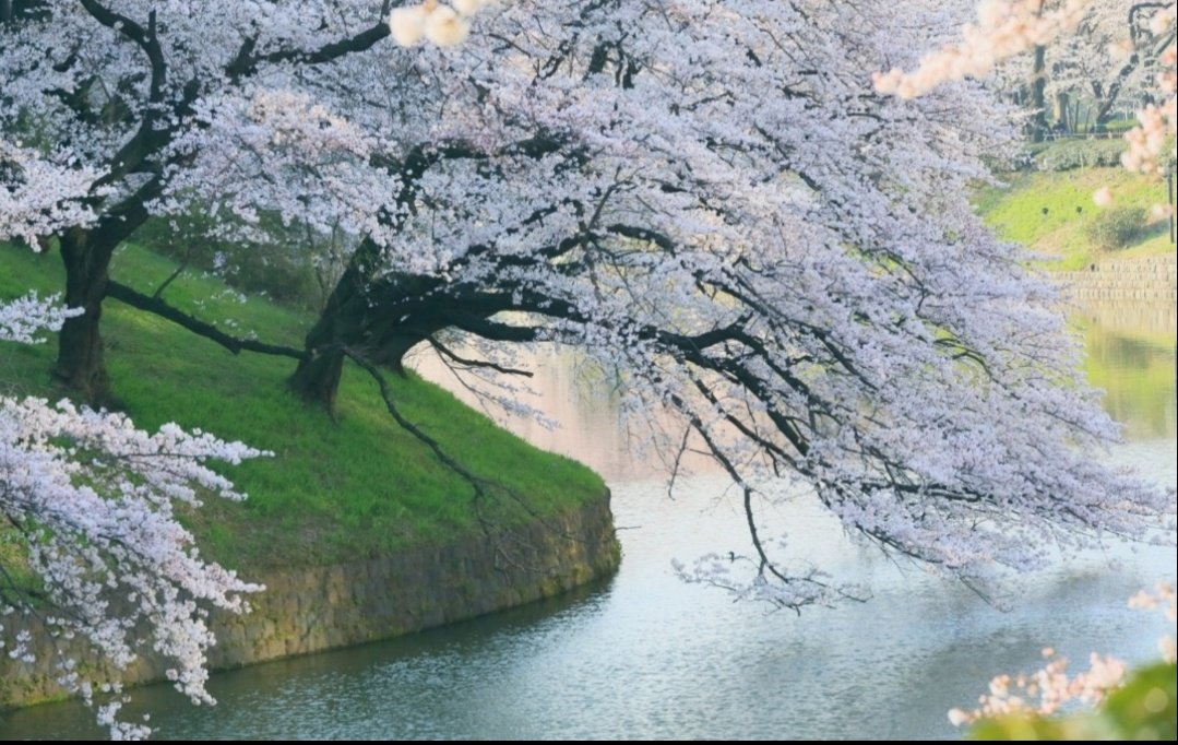 Miep51082958's tweet image. #SpringBeauty