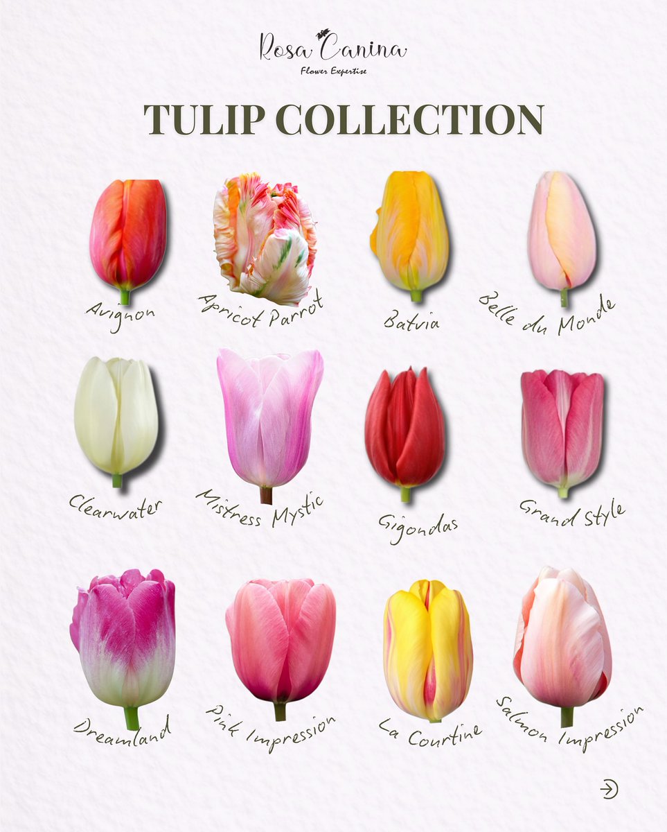 Bloomify tweet media