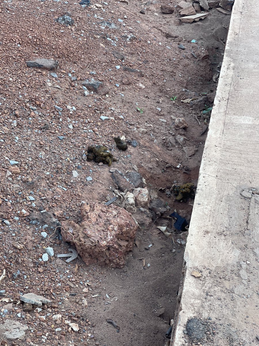 Kelvin Novo tweet media