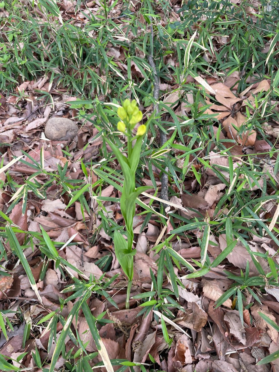 村上湛 tweet media