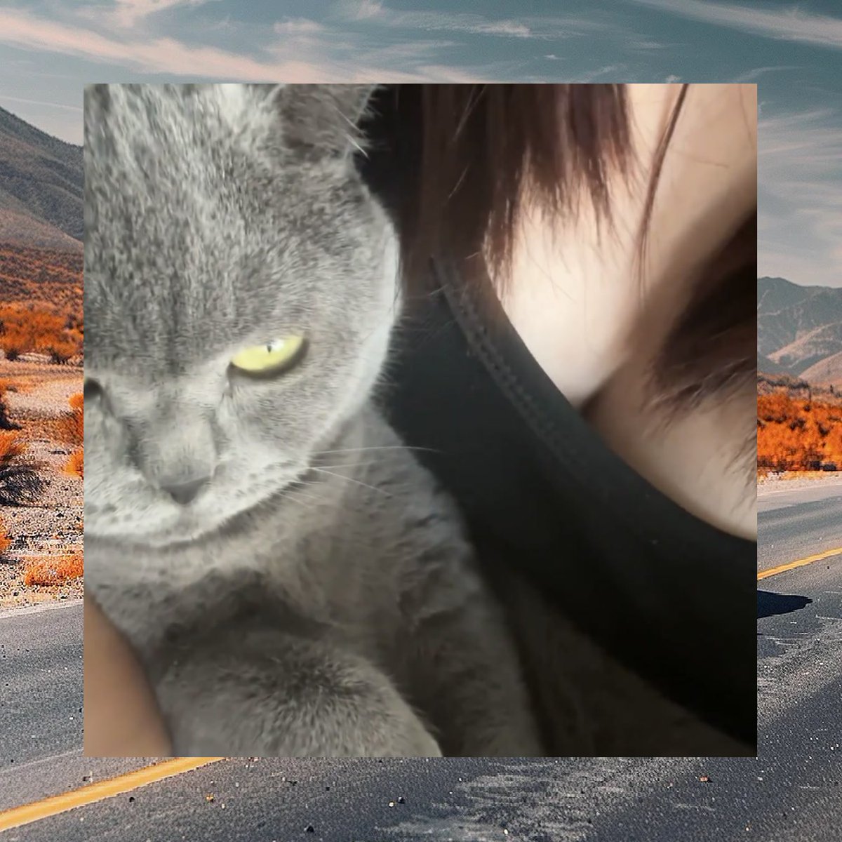 Dawn Snow tweet media