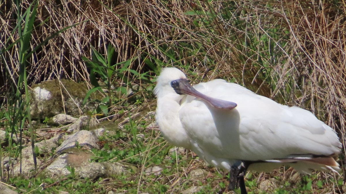 今日のお散歩、昆陽池公園 4月16日
ビックリ😮 クロツラヘラサギ 2羽 まだ昆陽池公園に居ました。
大陸に戻る飛行経路が判らない？それとも居心地が良過ぎる？？
#クロツラヘラサギ #希少種 #絶滅危惧種 #昆陽池公園