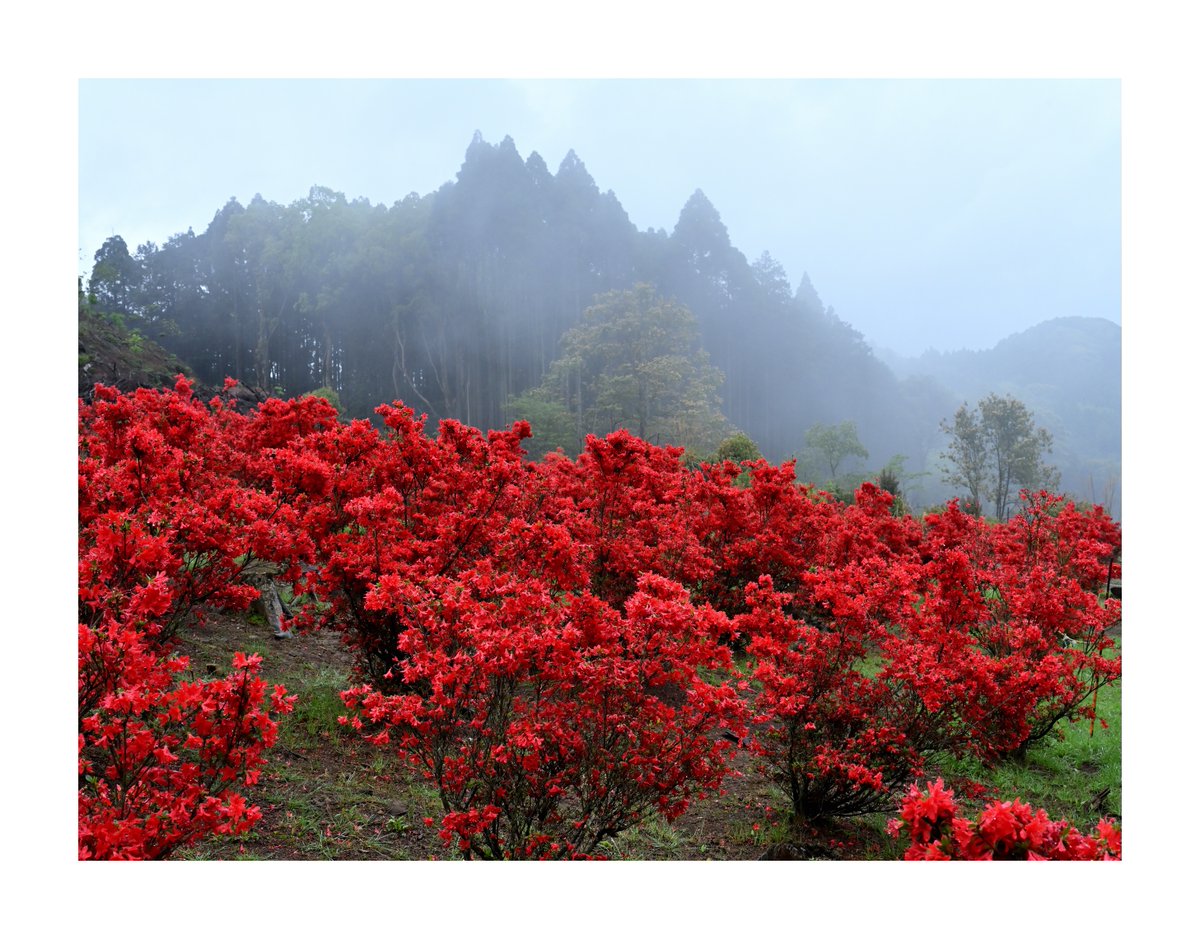 .
『風景写真』

尾原の本キリシマツツジ園にて。。。

#本キリシマツツジ #つつじ
#風景写真 #Landscape
#花のある風景
#日本の美しい花風景
#japan